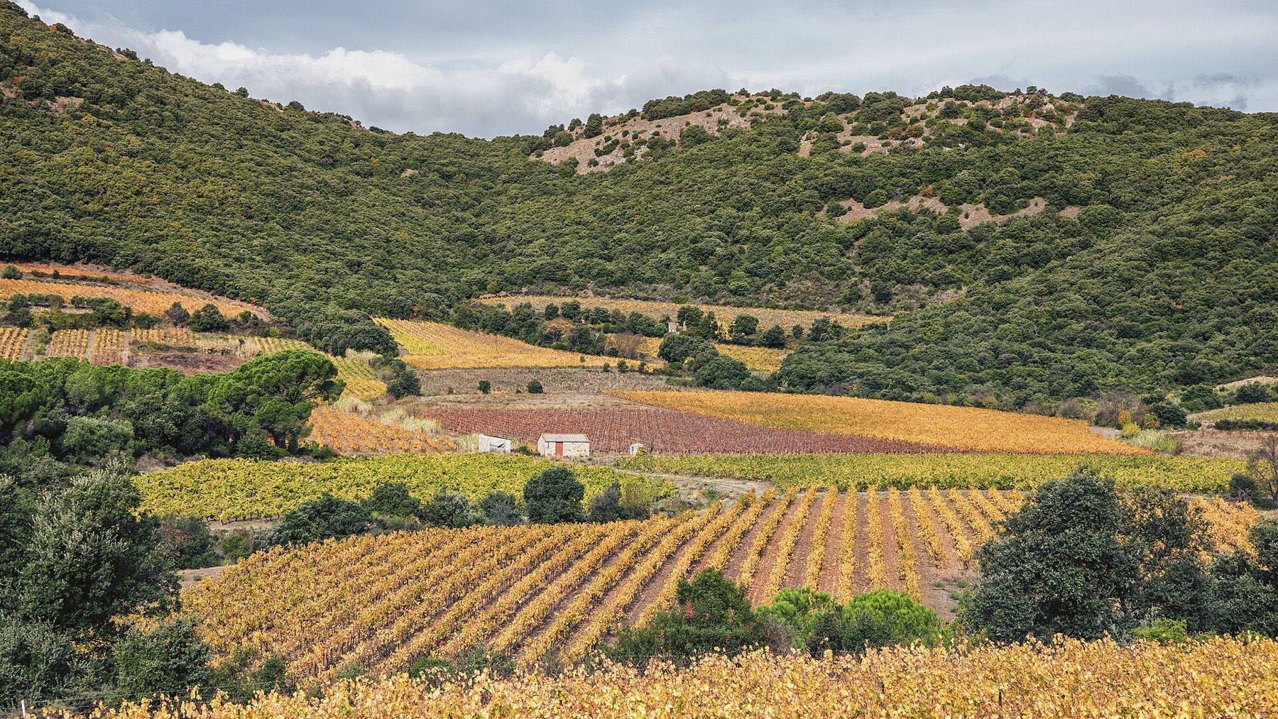 Weinberge im Herbstlicht